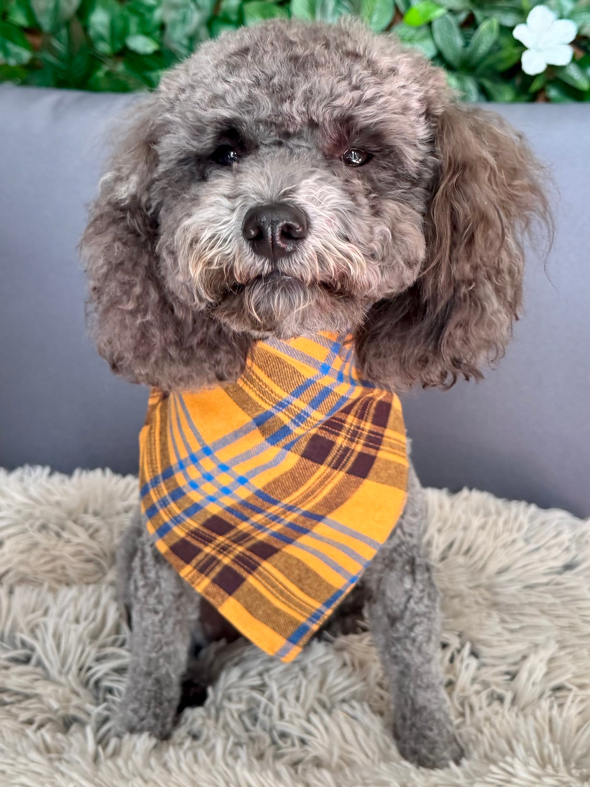 Small dog wearing a yellow plaid bandana sitting on a textured surface with a blurred background.