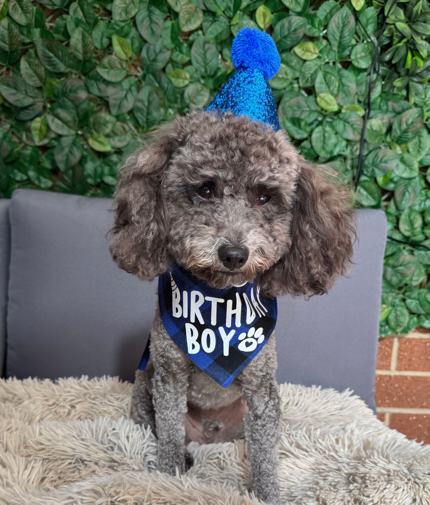 Birthday Boy Pet Bandana & Hat Set