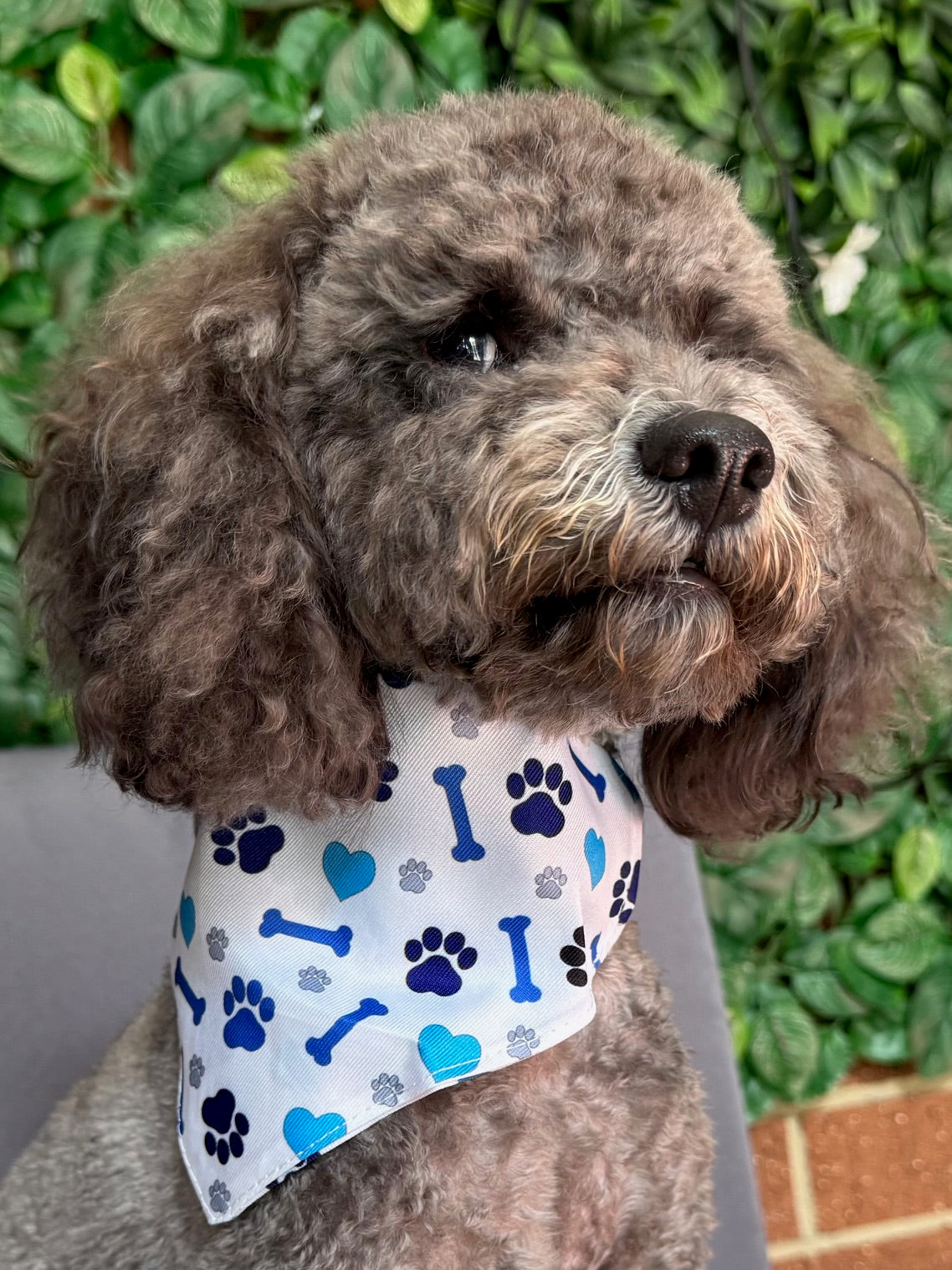 Blue Paw Print Pet Bandana Collar-adjustable